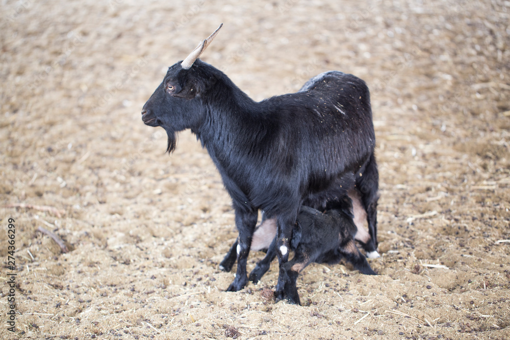 Mother and two baby Goats. Black Goat Family Mother and two baby Goats. Black Goat Family