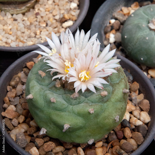 lophophora, peyote, flower cactus and succulents photo