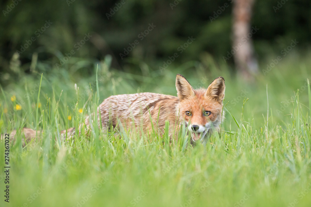 Obraz premium Wild European Red Fox (Vulpes vulpes) amongst the tall grass. Image taken in Slovakia, wildlife.