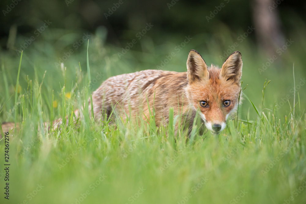 Fototapeta premium Wild European Red Fox (Vulpes vulpes) amongst the tall grass. Image taken in Slovakia, wildlife. 