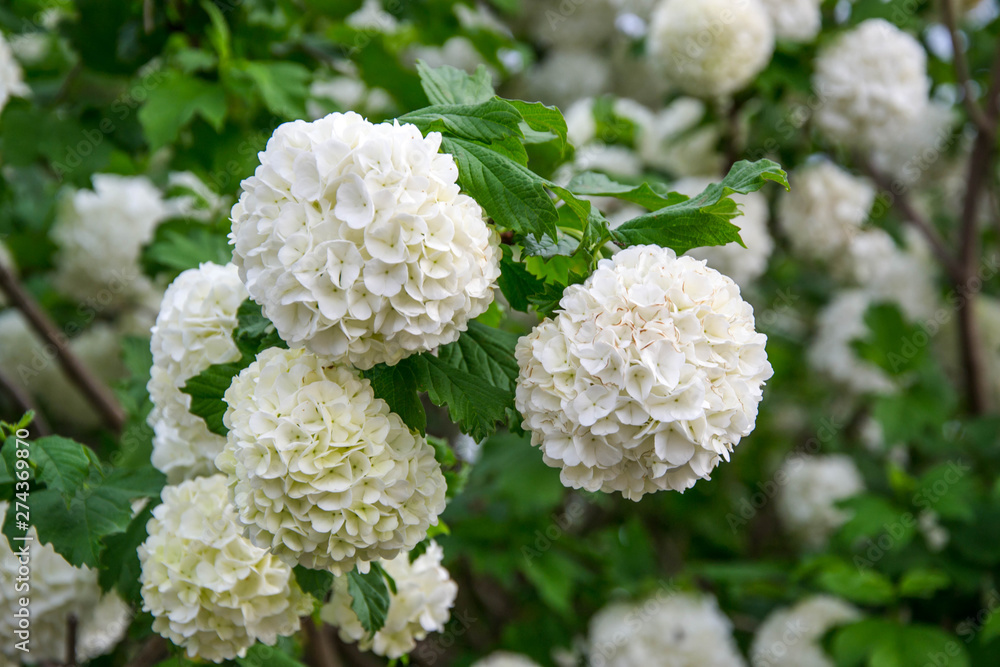 Blooming white hydrangeas (Hydrangea arborescens) , white blossoms in the garden. White bush with green leaves Blooming white hydrangeas (Hydrangea arborescens) , white blossoms in the garden. White bush with green leaves