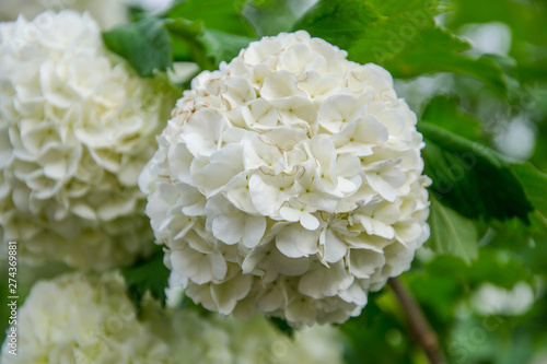 Blooming white hydrangeas (Hydrangea arborescens) , white blossoms in the garden. White bush with green leaves