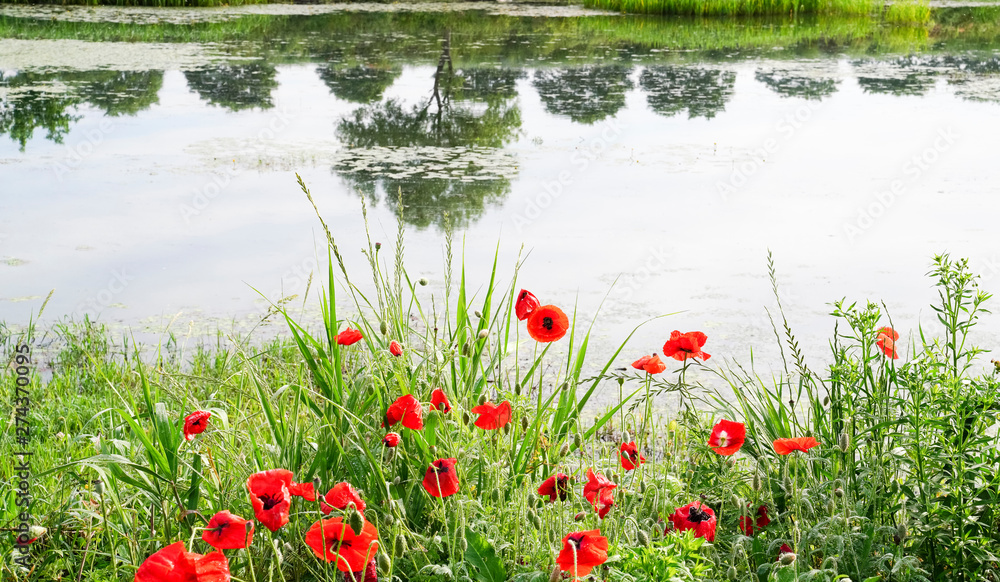 황룡강 강변에 핀 붉은 양귀비꽃