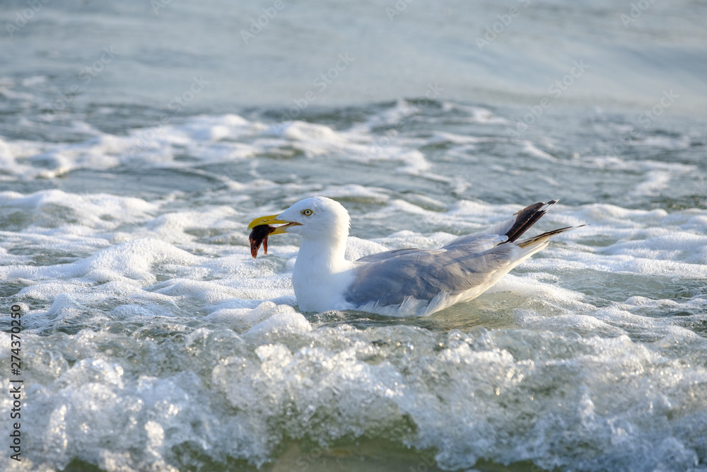 Fototapeta premium Silbermöwe (Larus argentatus) mit Beute in Wellen
