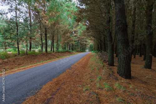 road in the forest