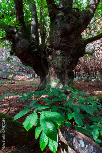 Centennial chestnut in Galicia (Spain) photo