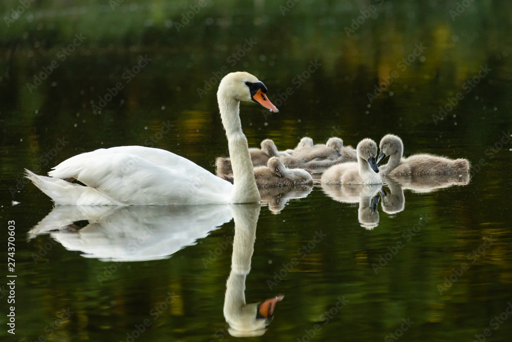 Obraz premium Schwan