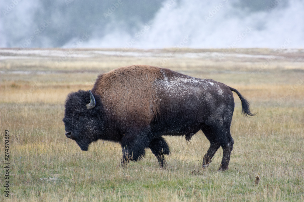 American Bison (Bison bison) American Bison (Bison bison)