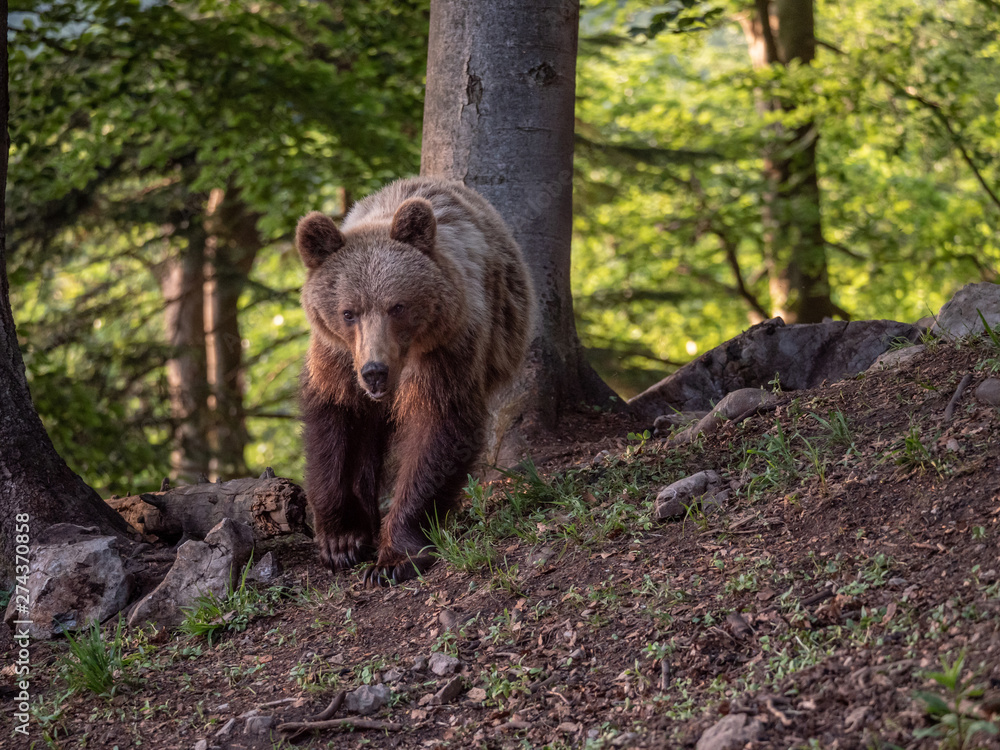 Brown bear (Ursus arctos) in summer forest by golden hour. Brown bear in evening forest by sunset. Brown bear (Ursus arctos) in summer forest by golden hour. Brown bear in evening forest by sunset.