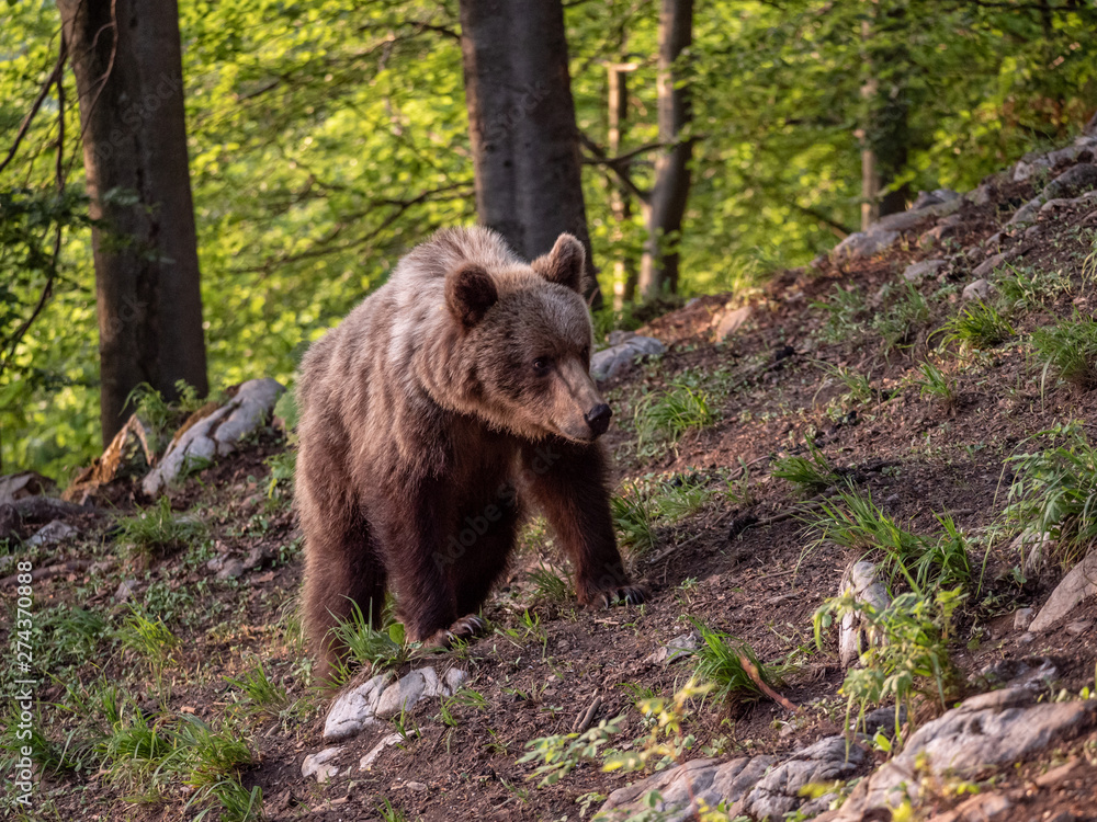 Brown bear (Ursus arctos) in summer forest by golden hour. Brown bear in evening forest by sunset. Brown bear (Ursus arctos) in summer forest by golden hour. Brown bear in evening forest by sunset.
