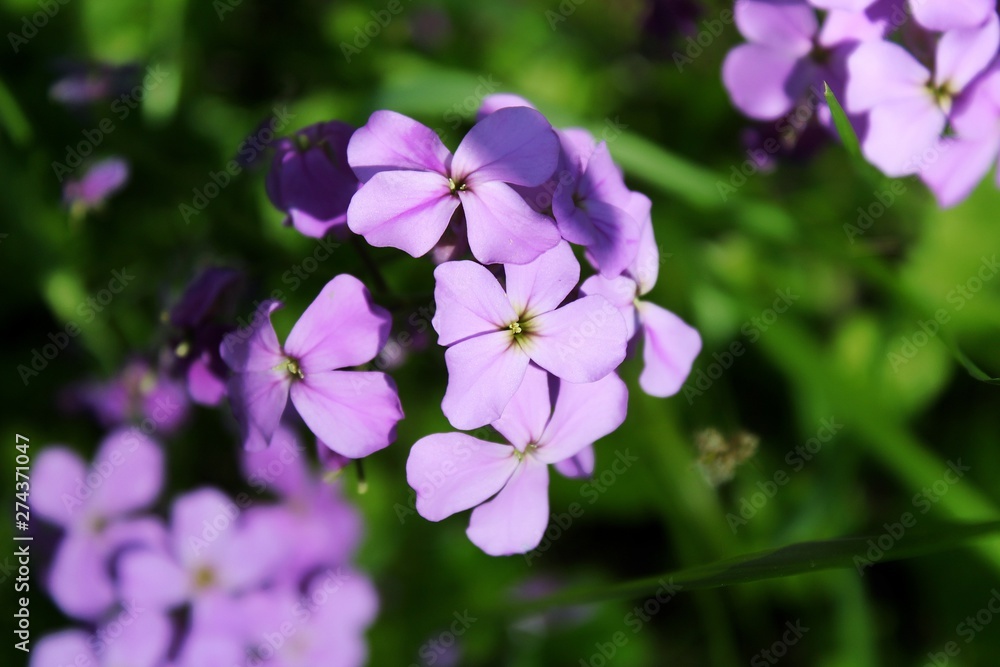 purple flowers in garden