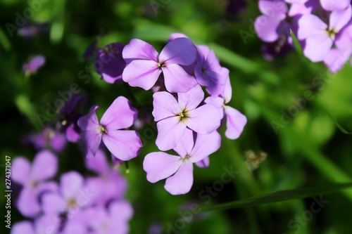 purple flowers in garden