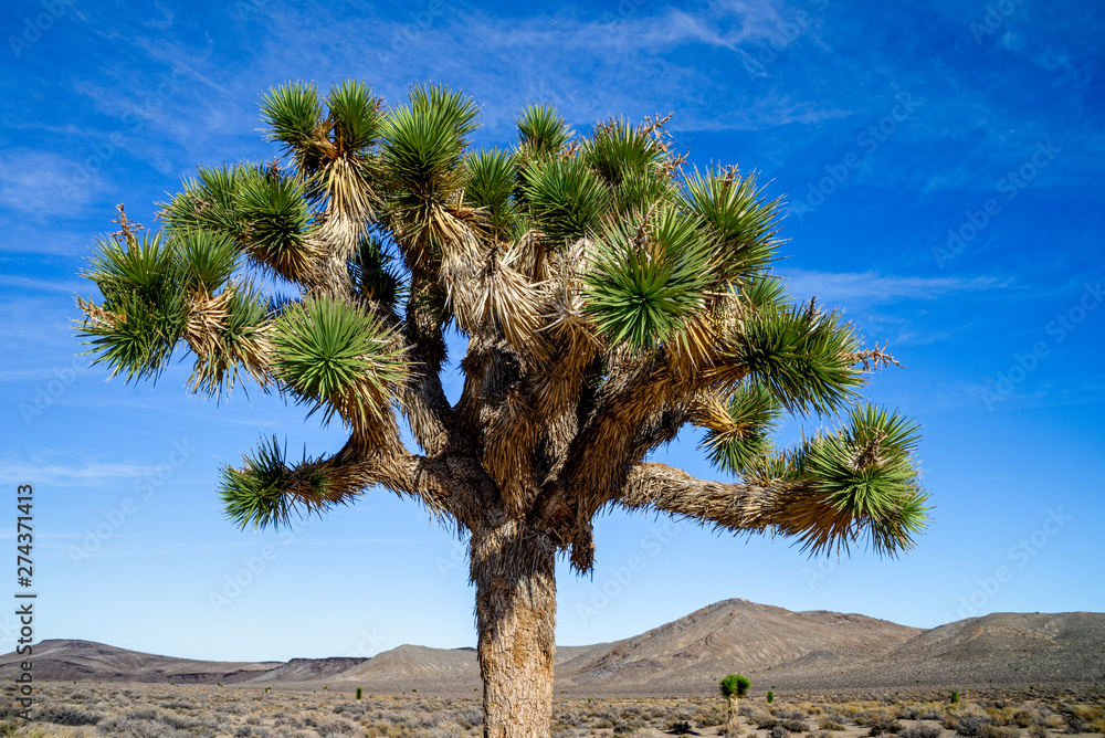 Joshua Tree with green leaves in the desert Joshua Tree with green leaves in the desert