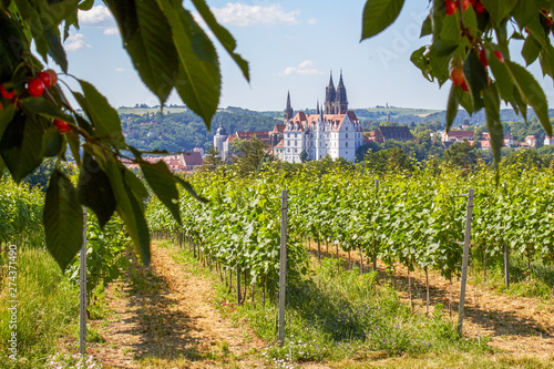 German wine-growing region in Saxony on the southern slope of the Elbe with a beautiful view of the Albrechtsburg Meissen and the cathedral