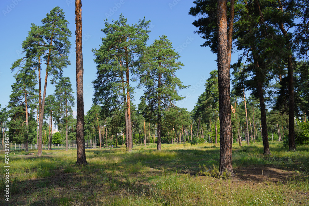 View of the pine summer forest in the city Park. View of the pine summer forest in the city Park.