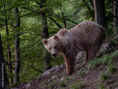 Brown bear  Ursus arctos  in summer forest by golden hour. Brown bear in evening forest by sunset.