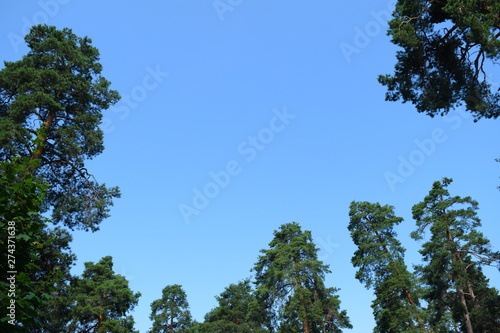 View from below through the pine trees to the blue sky.