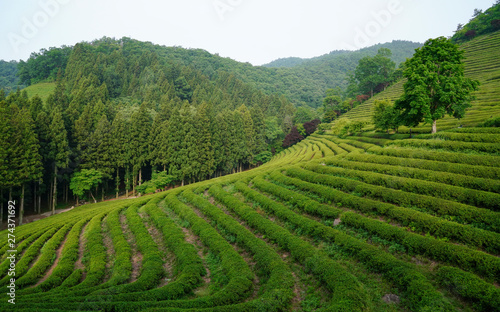 Tapety artystyczne 보성 대한다원의 아침 풍경