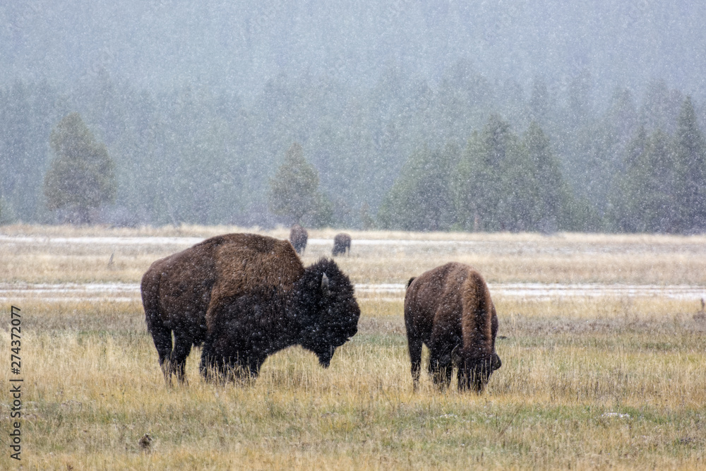 American bison (Bison bison) in the snow American bison (Bison bison) in the snow