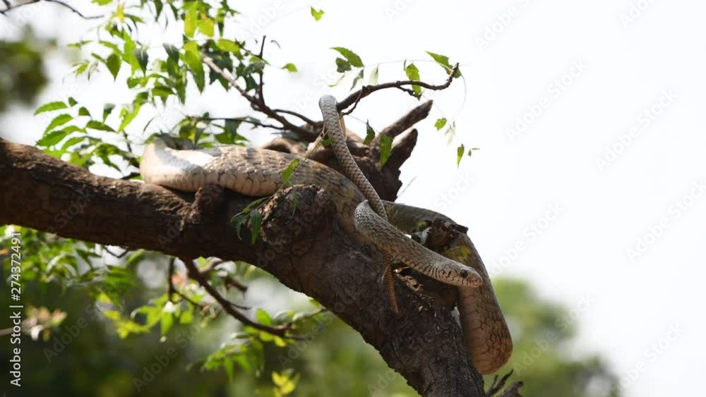 rat snake closeup portrait on tree moving branch long dangerous rat snake closeup portrait on tree moving branch long dangerous