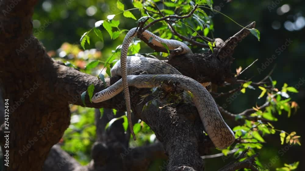 rat snake closeup portrait on tree moving branch long dangerous rat snake closeup portrait on tree moving branch long dangerous
