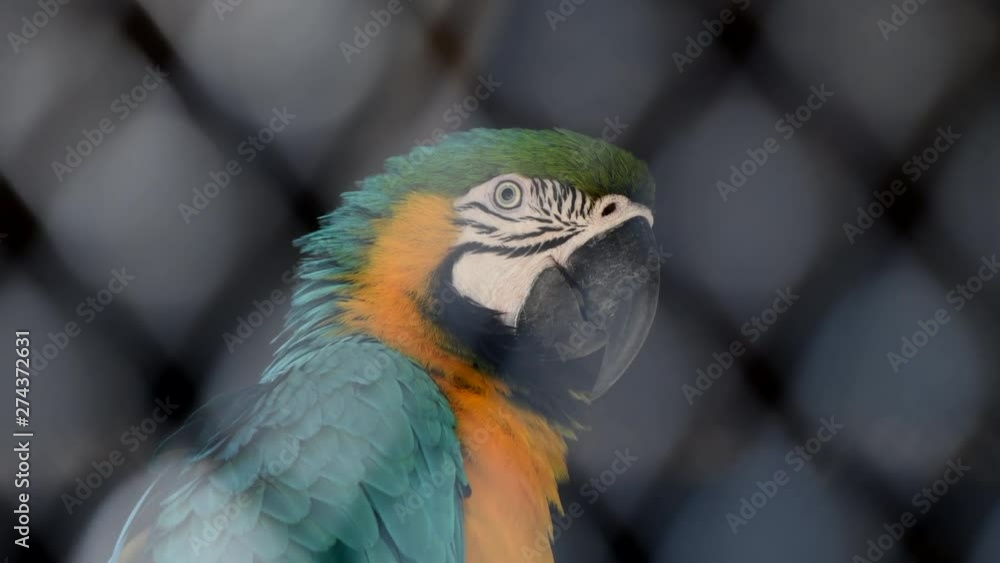 macaw birds in case zoo closeup colorful parrots red yellow blue pretty wildlife macaw birds in case zoo closeup colorful parrots red yellow blue pretty wildlife