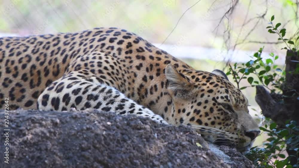 cheetah closeup wild animal forest nature big cat cheetah closeup wild animal forest nature big cat