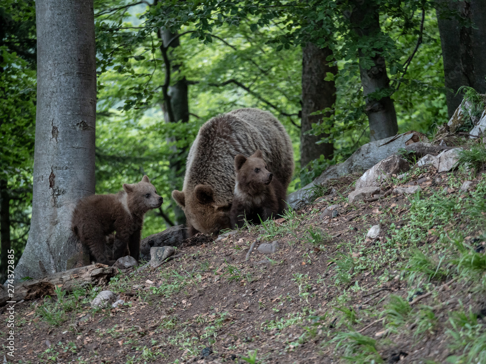 Brown bear (Ursus arctos) in summer forest by sunrise. Brown bear with young brown bear. Brown bear (Ursus arctos) in summer forest by sunrise. Brown bear with young brown bear.