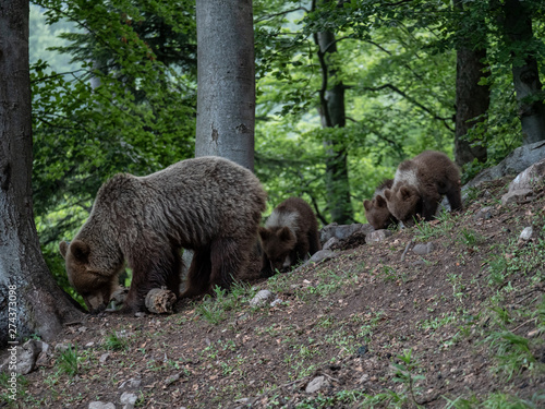 Brown bear (Ursus arctos) in summer forest by sunrise. Brown bear with young brown bear.
