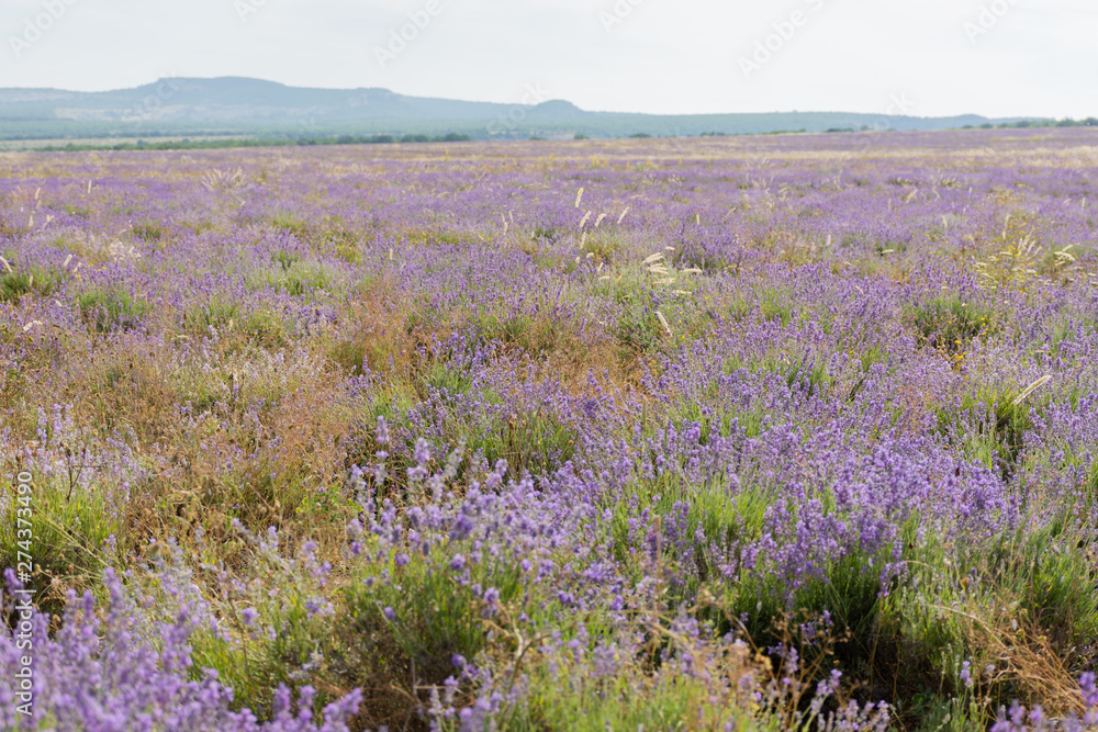 Fototapeta premium shooting lavender flowers on a hot summer day