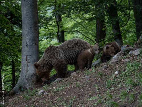 Brown bear  Ursus arctos  in summer forest by sunrise. Brown bear with young brown bear.