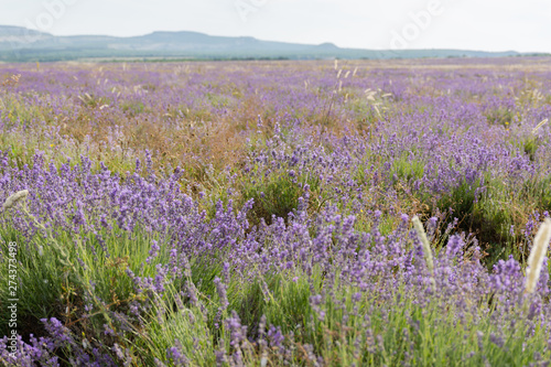 shooting lavender flowers on a hot summer day