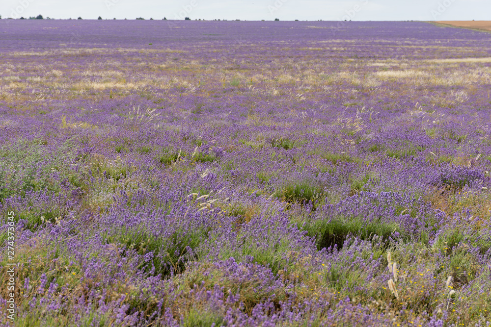 Obraz premium shooting lavender flowers on a hot summer day