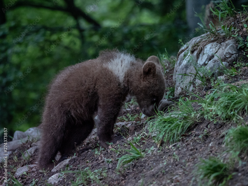 Brown bear (Ursus arctos) in summer forest by sunrise. Brown bear with young brown bear. Brown bear (Ursus arctos) in summer forest by sunrise. Brown bear with young brown bear.