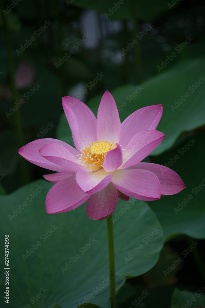 Pink Lotus