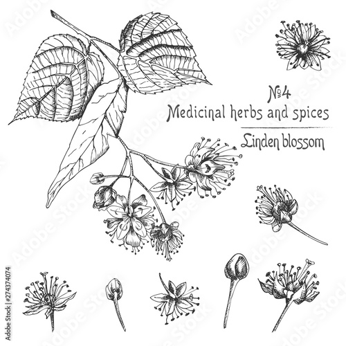 Set of Linden blossom hand drawn patterns with flowwer, lives and branch in black color on white background. Retro vintage graphic design Botanical sketch drawing