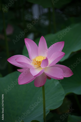 Pink Lotus