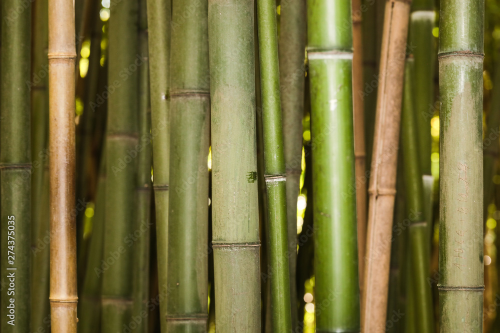 bamboo grove nature background bamboo grove nature background