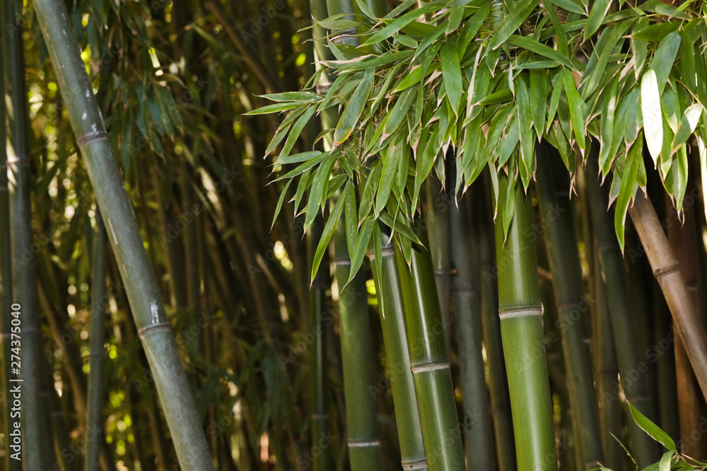 Fototapeta premium bamboo grove nature background