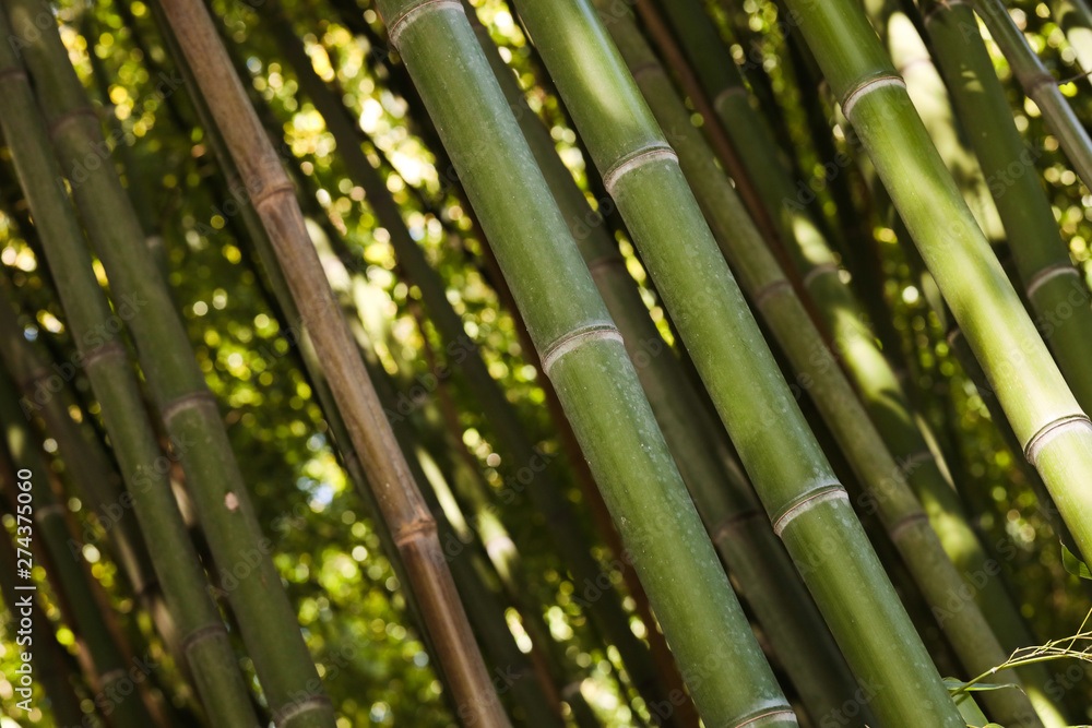 Fototapeta premium bamboo grove nature background