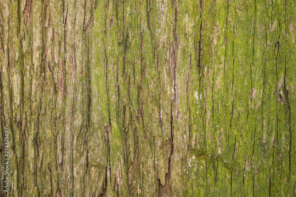 Fototapeta premium bark tree background close up view