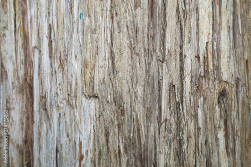 bark tree background close up view