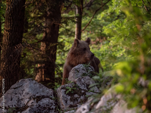 Brown bear (Ursus arctos) in summer forest by golden hour. Brown bear in evening forest by sunset.