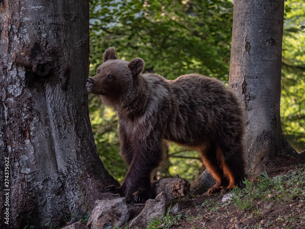 Obraz premium Brown bear (Ursus arctos) in summer forest by golden hour. Brown bear in evening forest by sunset.