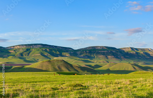 Colorful pastures in summer time. © Yevgen Belich