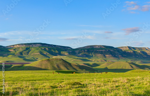 Colorful pastures in summer time.