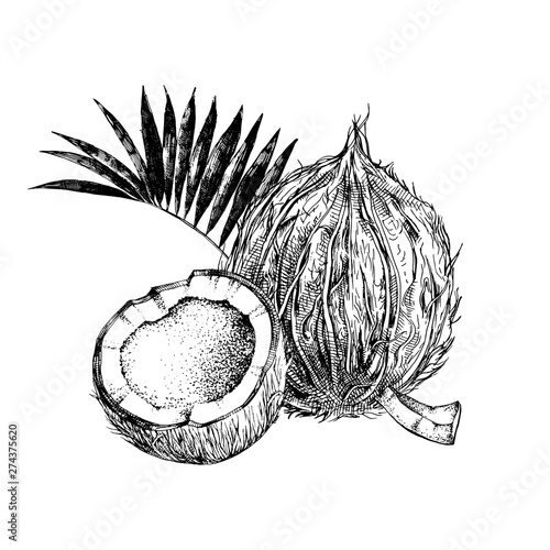 Hand drawn coconut with half and leaves