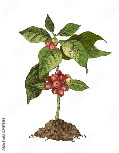 Young coffee tree with beans