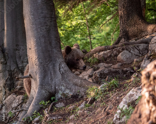 Brown bear (Ursus arctos) in summer forest by golden hour. Brown bear in evening forest by sunset.