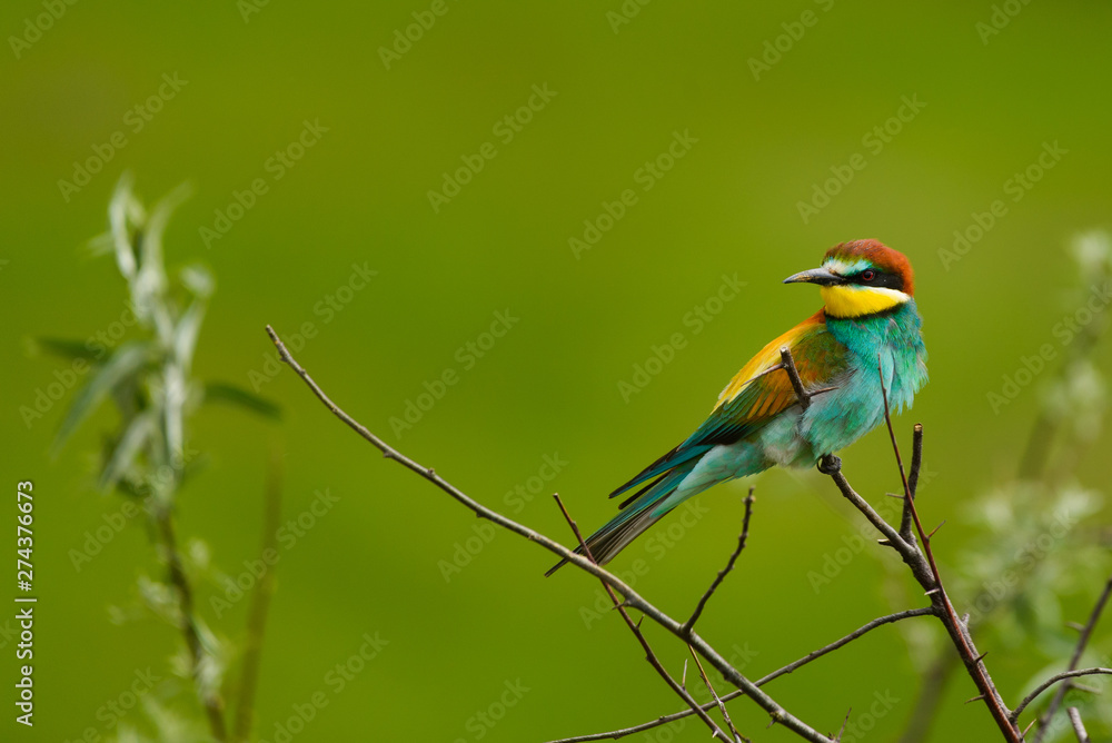 Fototapeta premium European bee-eater , Merops apiaster
